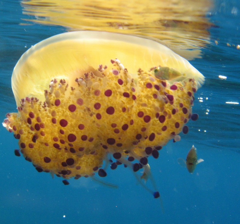 Simbionti (Seriola cf. fasciata e Trachurus sp.)